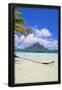 Essential Black