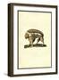 Su-Ulisse Aldrovandi-Framed Art Print