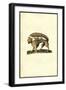 Su-Ulisse Aldrovandi-Framed Art Print