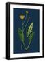 Suaeda Maritima; Annual Sea-Blite-null-Framed Giclee Print