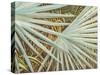 Suave Fronds-Suzanne Wilkins-Stretched Canvas