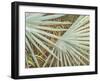 Suave Fronds-Suzanne Wilkins-Framed Art Print