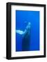 Sub-adult Humpback Whales Central Pacific near Big Island, Hawaii-Stuart Westmorland-Framed Photographic Print