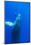 Sub-adult Humpback Whales Central Pacific near Big Island, Hawaii-Stuart Westmorland-Mounted Photographic Print