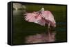 Sub-Adult Roseate Spoonbill (Platalea Ajaja) Stretching its Wings in Shallow Lake, Sarasota County-Lynn M^ Stone-Framed Stretched Canvas