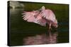 Sub-Adult Roseate Spoonbill (Platalea Ajaja) Stretching its Wings in Shallow Lake, Sarasota County-Lynn M^ Stone-Stretched Canvas