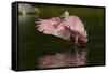 Sub-Adult Roseate Spoonbill (Platalea Ajaja) Stretching its Wings in Shallow Lake, Sarasota County-Lynn M^ Stone-Framed Stretched Canvas