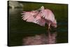 Sub-Adult Roseate Spoonbill (Platalea Ajaja) Stretching its Wings in Shallow Lake, Sarasota County-Lynn M^ Stone-Stretched Canvas