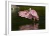 Sub-Adult Roseate Spoonbill (Platalea Ajaja) Stretching its Wings in Shallow Lake, Sarasota County-Lynn M^ Stone-Framed Photographic Print