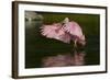 Sub-Adult Roseate Spoonbill (Platalea Ajaja) Stretching its Wings in Shallow Lake, Sarasota County-Lynn M^ Stone-Framed Photographic Print