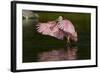 Sub-Adult Roseate Spoonbill (Platalea Ajaja) Stretching its Wings in Shallow Lake, Sarasota County-Lynn M^ Stone-Framed Photographic Print