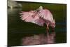 Sub-Adult Roseate Spoonbill (Platalea Ajaja) Stretching its Wings in Shallow Lake, Sarasota County-Lynn M^ Stone-Mounted Photographic Print