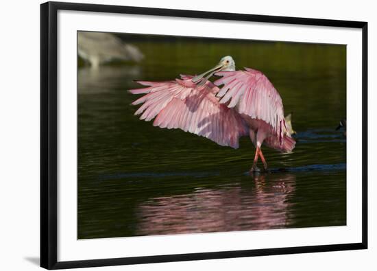 Sub-Adult Roseate Spoonbill (Platalea Ajaja) Stretching its Wings in Shallow Lake, Sarasota County-Lynn M^ Stone-Framed Photographic Print