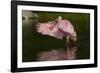 Sub-Adult Roseate Spoonbill (Platalea Ajaja) Stretching its Wings in Shallow Lake, Sarasota County-Lynn M^ Stone-Framed Photographic Print