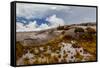 Sub-alpine vegetation on the granite rock close to the summit of Mount Kinabalu, Borneo-Paul Williams-Framed Stretched Canvas