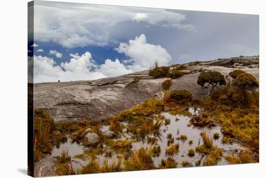 Sub-alpine vegetation on the granite rock close to the summit of Mount Kinabalu, Borneo-Paul Williams-Stretched Canvas