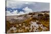 Sub-alpine vegetation on the granite rock close to the summit of Mount Kinabalu, Borneo-Paul Williams-Stretched Canvas