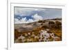 Sub-alpine vegetation on the granite rock close to the summit of Mount Kinabalu, Borneo-Paul Williams-Framed Photographic Print