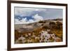 Sub-alpine vegetation on the granite rock close to the summit of Mount Kinabalu, Borneo-Paul Williams-Framed Photographic Print