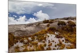 Sub-alpine vegetation on the granite rock close to the summit of Mount Kinabalu, Borneo-Paul Williams-Mounted Photographic Print