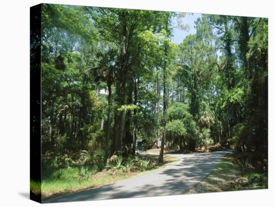 Sub Tropical Forest, Hunting Island State Park, South Carolina, USA-Duncan Maxwell-Stretched Canvas