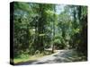 Sub Tropical Forest, Hunting Island State Park, South Carolina, USA-Duncan Maxwell-Stretched Canvas