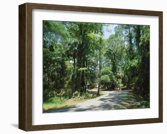 Sub Tropical Forest, Hunting Island State Park, South Carolina, USA-Duncan Maxwell-Framed Photographic Print