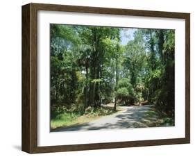 Sub Tropical Forest, Hunting Island State Park, South Carolina, USA-Duncan Maxwell-Framed Photographic Print