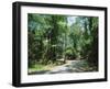 Sub Tropical Forest, Hunting Island State Park, South Carolina, USA-Duncan Maxwell-Framed Photographic Print