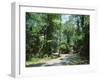 Sub Tropical Forest, Hunting Island State Park, South Carolina, USA-Duncan Maxwell-Framed Photographic Print