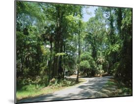 Sub Tropical Forest, Hunting Island State Park, South Carolina, USA-Duncan Maxwell-Mounted Photographic Print