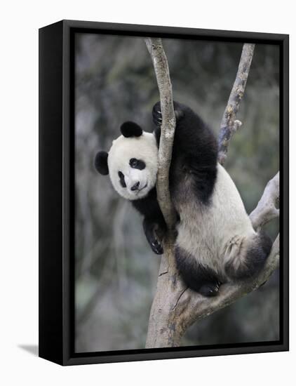 Subadult Giant Panda Climbing in a Tree Wolong Nature Reserve, China-Eric Baccega-Framed Stretched Canvas