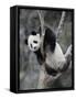 Subadult Giant Panda Climbing in a Tree Wolong Nature Reserve, China-Eric Baccega-Framed Stretched Canvas