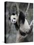Subadult Giant Panda Climbing in a Tree Wolong Nature Reserve, China-Eric Baccega-Stretched Canvas