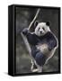 Subadult Giant Panda Climbing in a Tree Wolong Nature Reserve, China-Eric Baccega-Framed Stretched Canvas