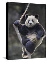 Subadult Giant Panda Climbing in a Tree Wolong Nature Reserve, China-Eric Baccega-Stretched Canvas