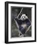 Subadult Giant Panda Climbing in a Tree Wolong Nature Reserve, China-Eric Baccega-Framed Premium Photographic Print