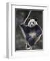 Subadult Giant Panda Climbing in a Tree Wolong Nature Reserve, China-Eric Baccega-Framed Premium Photographic Print