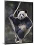 Subadult Giant Panda Climbing in a Tree Wolong Nature Reserve, China-Eric Baccega-Mounted Premium Photographic Print