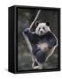 Subadult Giant Panda Climbing in a Tree Wolong Nature Reserve, China-Eric Baccega-Framed Stretched Canvas