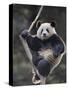 Subadult Giant Panda Climbing in a Tree Wolong Nature Reserve, China-Eric Baccega-Stretched Canvas