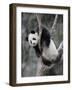 Subadult Giant Panda Climbing in a Tree Wolong Nature Reserve, China-Eric Baccega-Framed Photographic Print