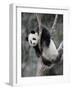 Subadult Giant Panda Climbing in a Tree Wolong Nature Reserve, China-Eric Baccega-Framed Photographic Print