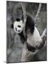 Subadult Giant Panda Climbing in a Tree Wolong Nature Reserve, China-Eric Baccega-Mounted Photographic Print