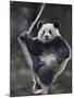 Subadult Giant Panda Climbing in a Tree Wolong Nature Reserve, China-Eric Baccega-Mounted Photographic Print