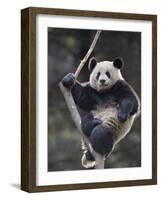 Subadult Giant Panda Climbing in a Tree Wolong Nature Reserve, China-Eric Baccega-Framed Photographic Print