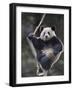 Subadult Giant Panda Climbing in a Tree Wolong Nature Reserve, China-Eric Baccega-Framed Photographic Print