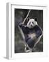 Subadult Giant Panda Climbing in a Tree Wolong Nature Reserve, China-Eric Baccega-Framed Photographic Print