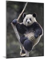 Subadult Giant Panda Climbing in a Tree Wolong Nature Reserve, China-Eric Baccega-Mounted Photographic Print