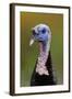 Subadult Male Wild Turkey (Meleagris Gallopavo) in Alternate (Breeding) Plumage-Gerrit Vyn-Framed Photographic Print